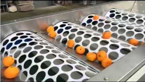 Citrus Grader Machine